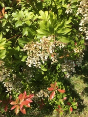 Pieris