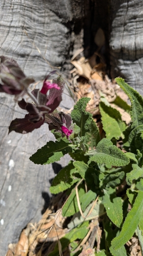 iNaturalist observation photo of Hummingbird Sage