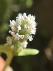 Plectritis macrocera