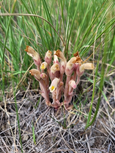 clustered broomrape