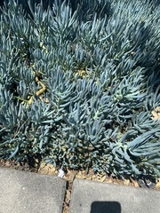 Magnoliopsida