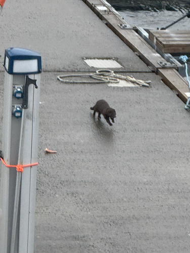American Mink