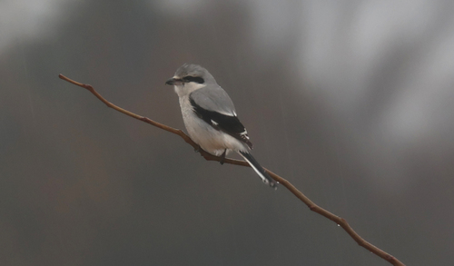 Northern Shrike
