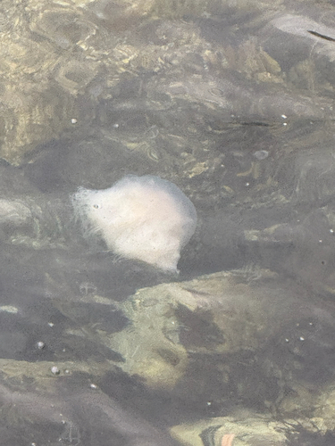 Lion's Mane Jelly