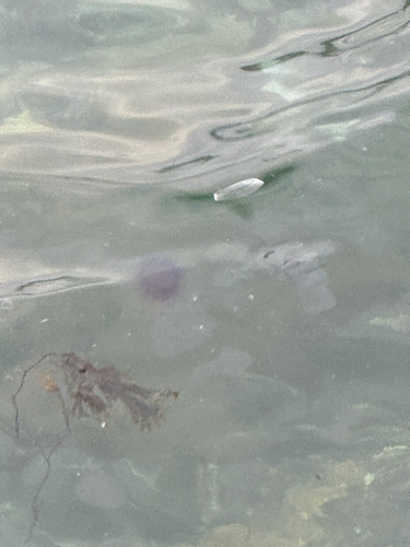 Blue Jelly