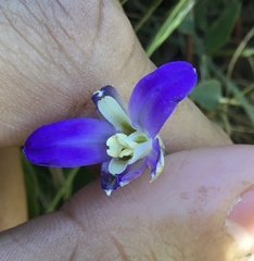 Brodiaea terrestris terrestris