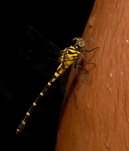 Sinuate Clubtail