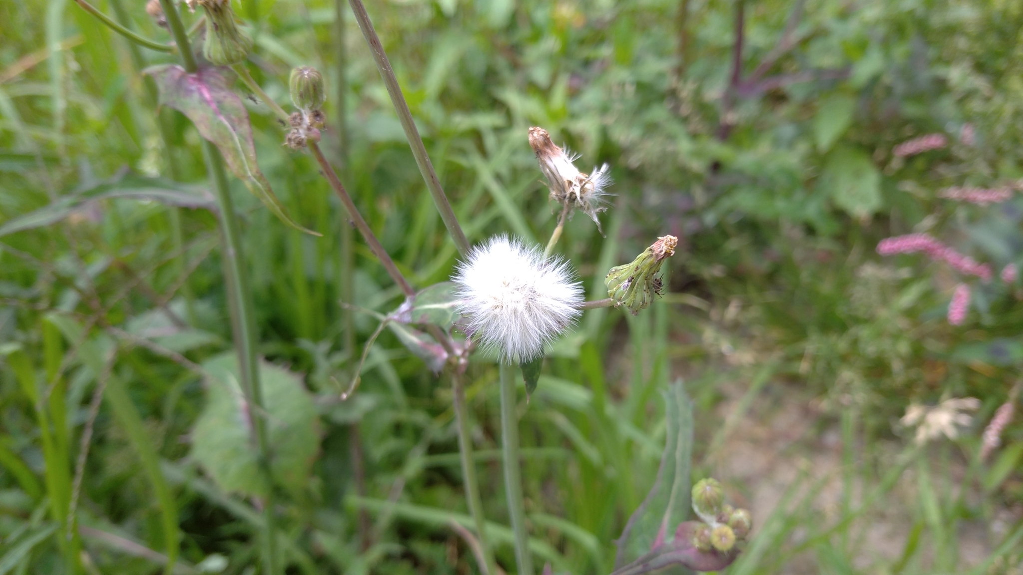 Sonchus oleraceus image