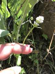 Plectritis macrocera