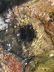 Echinometra