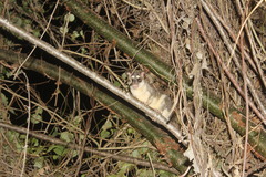 Philander opossum fuscogriseus