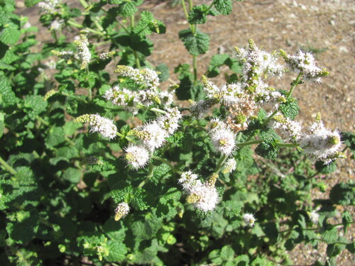 Mentha suaveolens