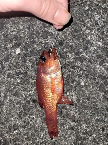 Cardinal fish (Apogon imberbis) — Apogonidae — 2