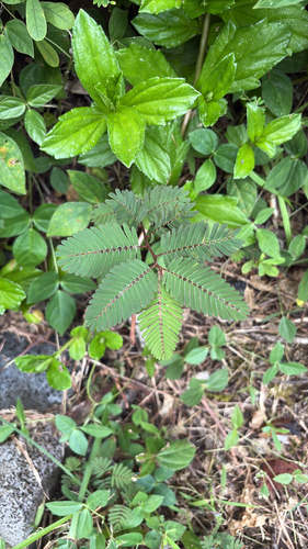 Chamaecrista nictitans observed 2026-04-17