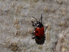 Endomychus biguttatus