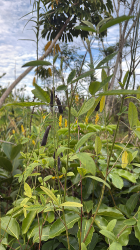 Crotalaria trichotoma, 2026-04-17
