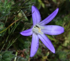 Brodiaea terrestris terrestris