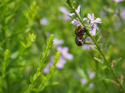 Delta Flower Scarab