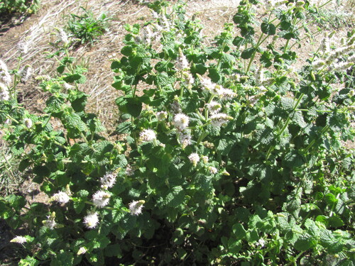 Mentha suaveolens