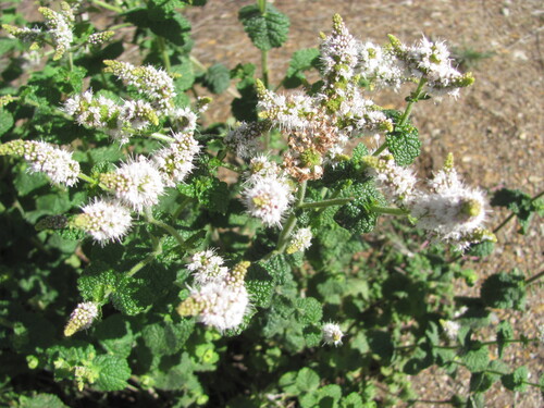 Mentha suaveolens