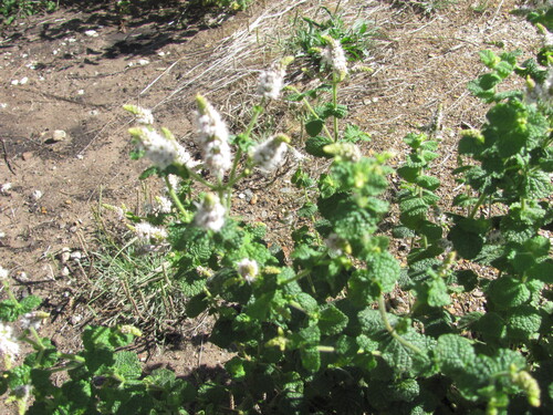 Mentha suaveolens