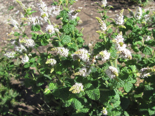Mentha suaveolens