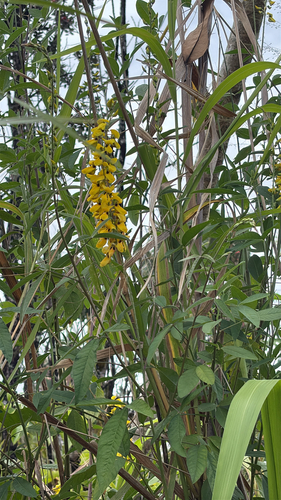 Crotalaria trichotoma, 2026-04-17