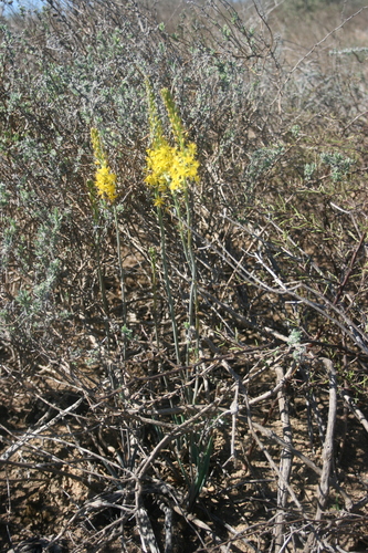 Bulbine praemorsa