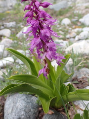 Early Purple Orchid