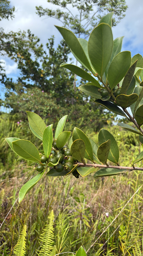 Psidium cattleianum observed 2026-05-25