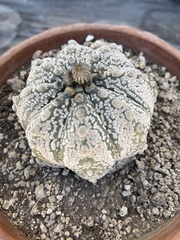 Astrophytum asterias