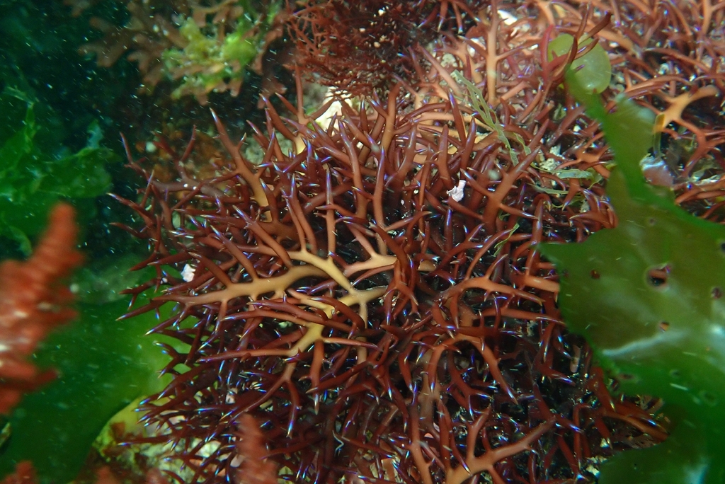 Chondracanthus acicularis