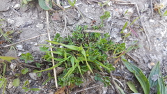 Trifolium ornithopodioides