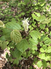 Fothergilla