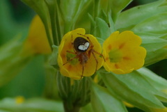 Araneus triguttatus