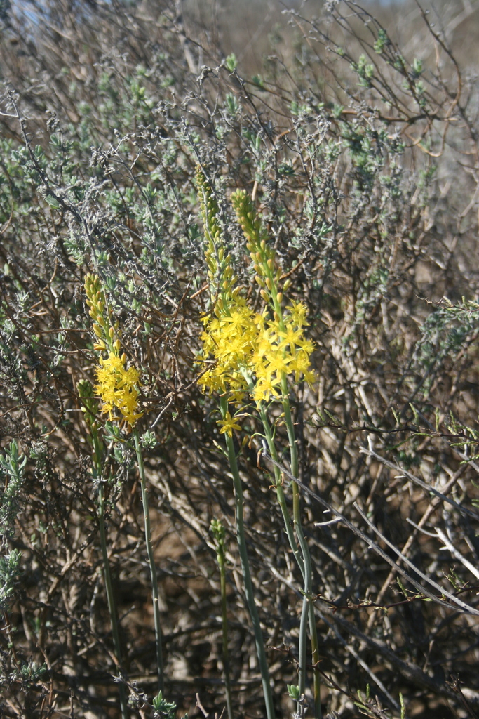 Bulbine praemorsa, Atlantis, Cape Town, South Africa