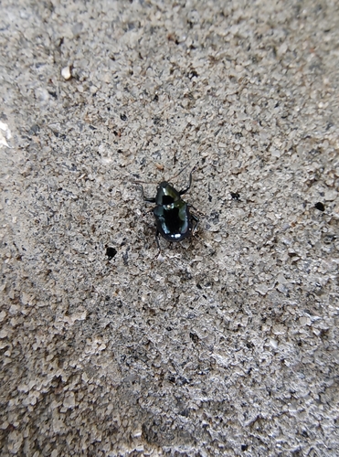 Sweet Potato Leaf Beetle