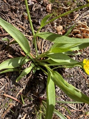 Ranunculus alismifolius, photograph (c) James H. Thomas, some rights reserved (CC BY)
