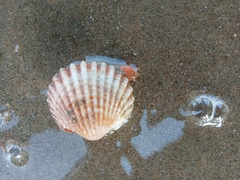 Acanthocardia tuberculata