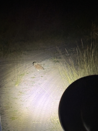 iNaturalist image