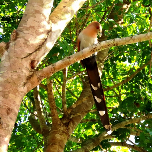 Common Squirrel-Cuckoo