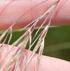 Stipa