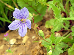 Erodium gruinum