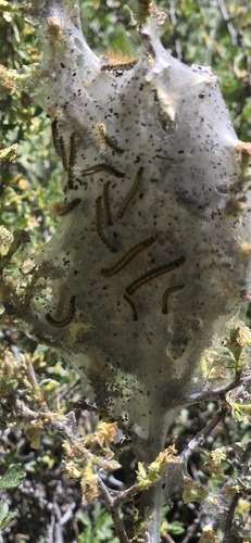 iNaturalist observation photo of Western Tent Caterpillar Moth