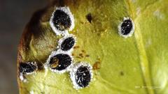 Aleurocanthus spiniferus