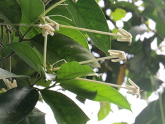 Posoqueria latifolia