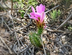 Echinocereus berlandieri