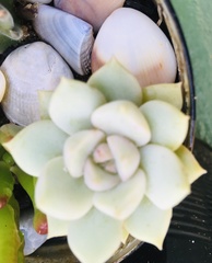 Pachyphytum