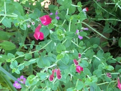 Scutellaria suffrutescens