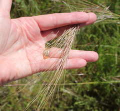 Stipa